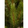 Триумф ель TRIUMPH TREE, Лесная красавица, 200 см, зеленая 72104